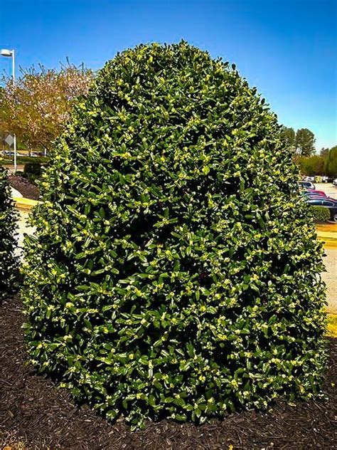 American Holly | The Tree Center™