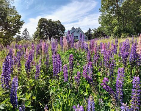 Field of Purple Lupine Flowers in Maine Stock Image - Image of ...