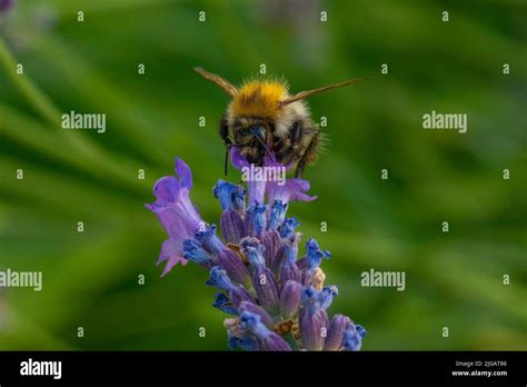 The Large Garden Bumblebee Or Ruderal Bumblebee Pollinating A Flower