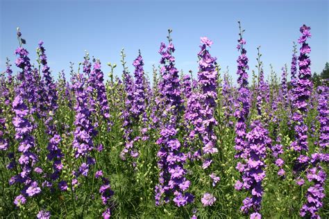 Silver Falls Seed Company Larkspur Rocket Lilac