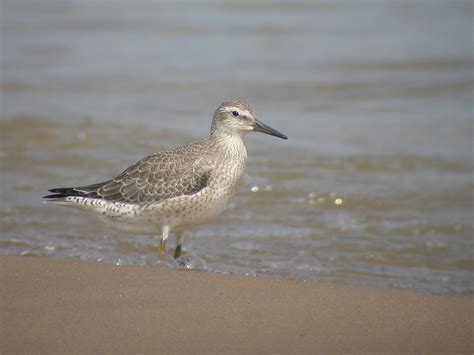 Red Knot Calidris Canutus Rufa Wild Bird Gallery