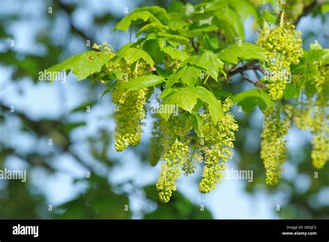 Sycamore Germany Acer Pseudoplatanus Stock Photo Alamy