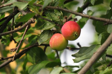 Pfel Baum Gr N Rote Kostenloses Foto Auf Pixabay Pixabay