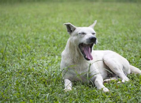 The Dog Sitting In Grass Stock Photo Image Of Young 73447458