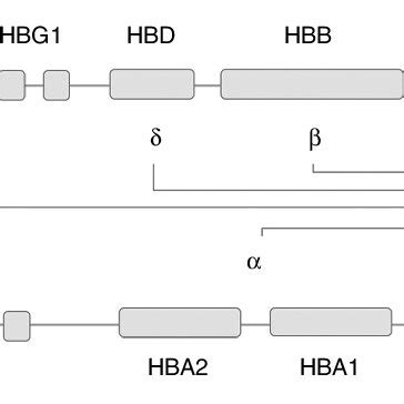 Diagram Of And Globin Gene Clusters And Subsequently Produced