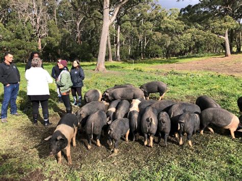 Putting Sustainably Sourced Australian Pork On Your Menu