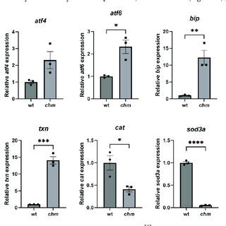 Increased Er And Oxidative Stress In Chm Ru Zebrafish The