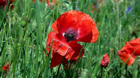 Mohn Papaver Rho Blume Kostenloses Foto Auf Pixabay Pixabay