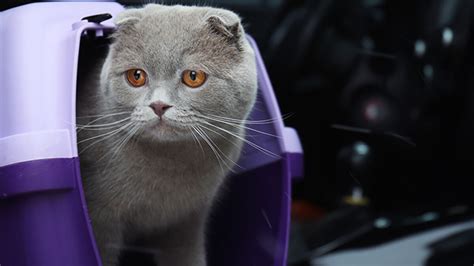 DGT dónde y cómo llevar a tu mascota en el coche este verano