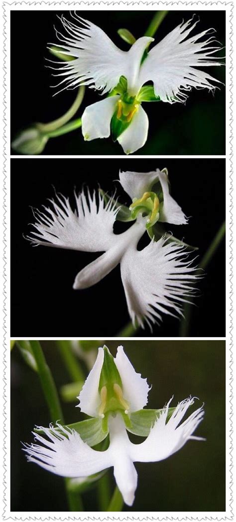 Pin By Spiraljette On Cup Vibes Habenaria Radiata White Flowering