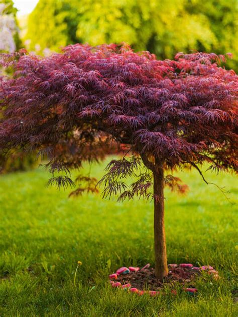 JAPANESE MAPLE PRUNING Archives - RootingForBlooms.com