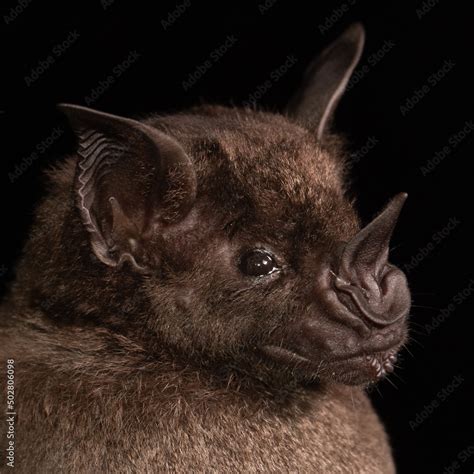 Spear Nosed Bat