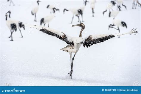 Dancing Crane. the Ritual Marriage Dance of Red-crowned Crane Stock ...