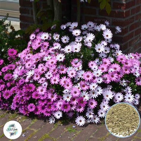 300 African Daisy Flower Seeds (Flower Plants) – JSPSeeds