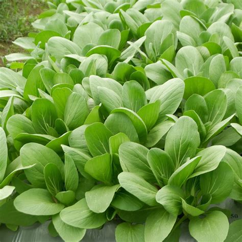 Semena Pak Choi Pak Choi Atari F1 Brassica Rapa Chinensis