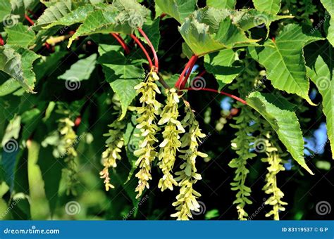 Seed pods stock image. Image of plant, seed, tree, macro - 83119537