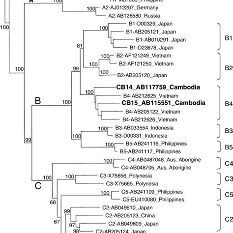 Phylogram Generated By Neighbor Joining Analysis Of Genetic Distances