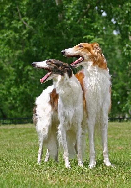 Borzoi Stock Photos Royalty Free Borzoi Images Depositphotos