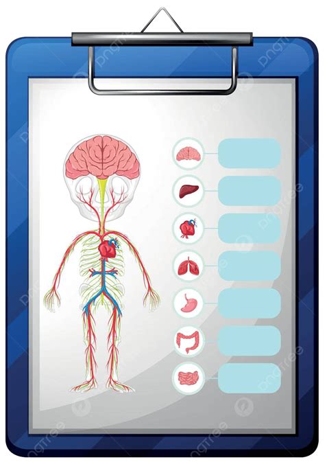 Human Organs On Blue Board Heart Human Body Disease Vector, Heart