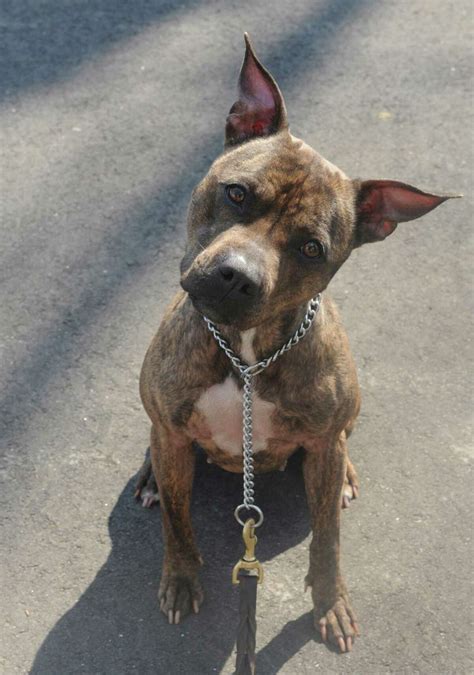 'Happy tails': Many pit bull success stories, but more need adoptions