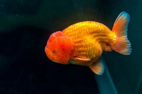 Ranchu Goldfish La Gu A De Informaci N Completa