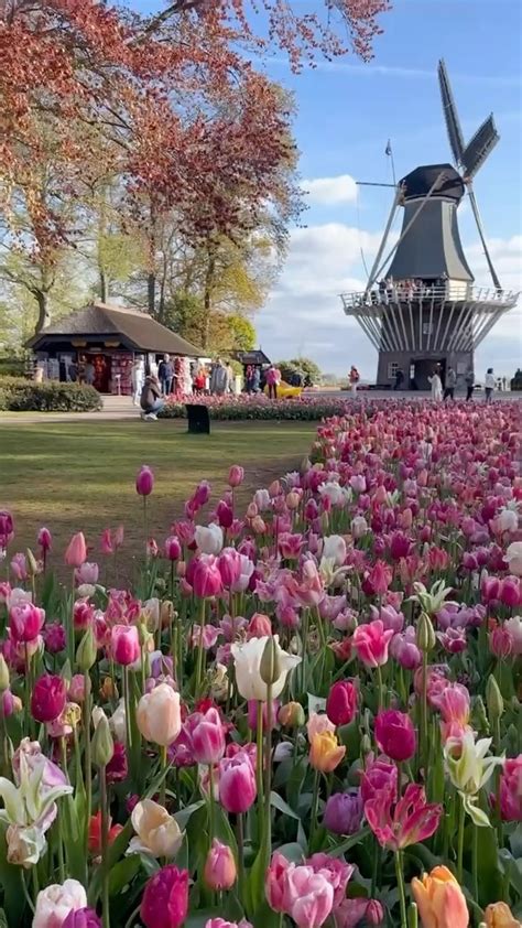 Events For May 19 2020 Tulip Festival Amsterdam