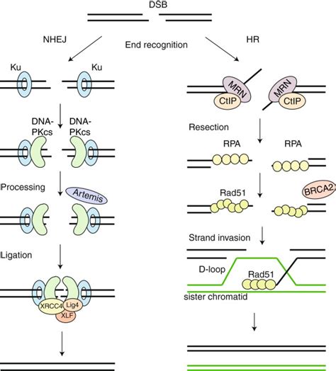 Hr And Nhej Nhej Nhej Starts With Recognition Of The Dna Ends By The