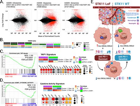 Global Transcriptional Analysis In Stk Yap Double Ko Cells Indicate