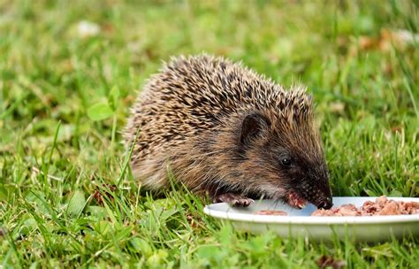 Brown and Black Hedgehog · Free Stock Photo