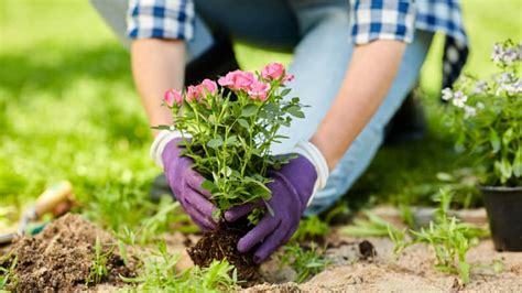 What to Plant in August: Expert Reveals The Best Plants to Grow