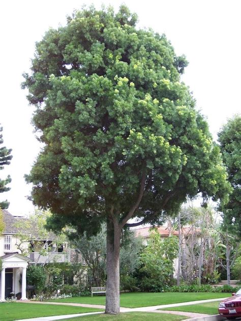 Plantfiles Pictures Afrocarpus Species African Fern Pine East