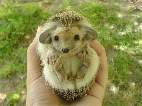 Prickle Kisses From a Long-eared Hedgehog Sound Amazing | Featured Creature