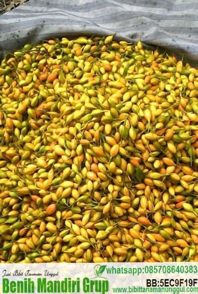 Jual Biji Pohon Mimba Cocok Untuk Benih Bibit Tanaman Unggul