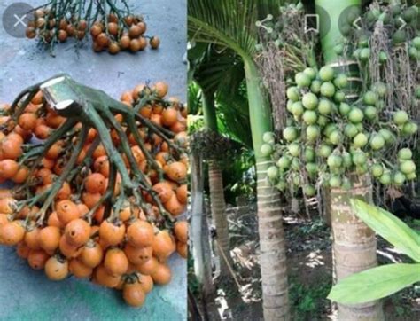 3 seeds Areca catechu Betel palm Areca nut fresh my garden | Etsy