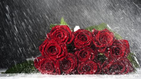 Red Rose In The Rain Wallpaper Wide Field Wallpaper Leaf Wallpaper