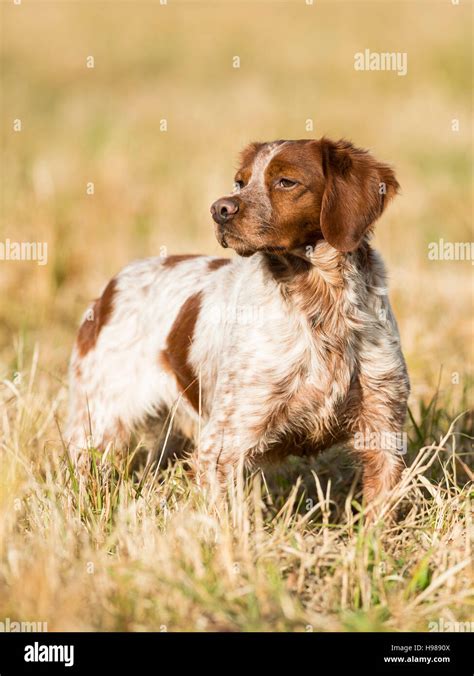 A French Brittany Spaniel Stock Photo - Alamy