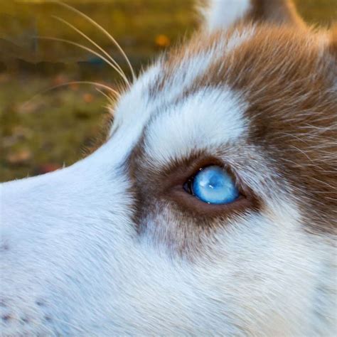 Do All Huskies Have Blue Eyes? (Blue-Eyed Husky FAQs)