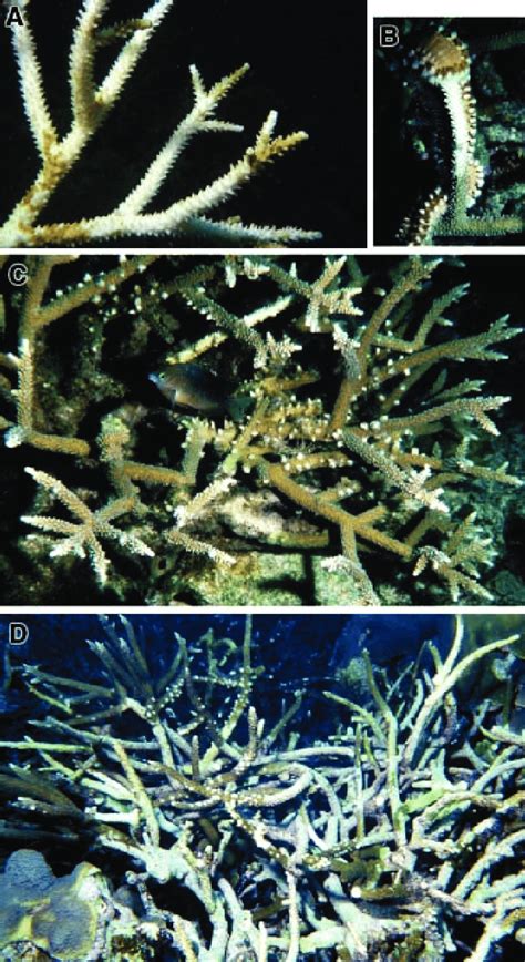 A Dead And Dying Necrotic Acropora Cervicornis Branches From Wbd B Download Scientific Diagram