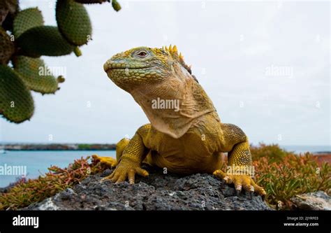 Galapagos Land Iguana Conolophus Subcristatus Is Sitting On The Rocks