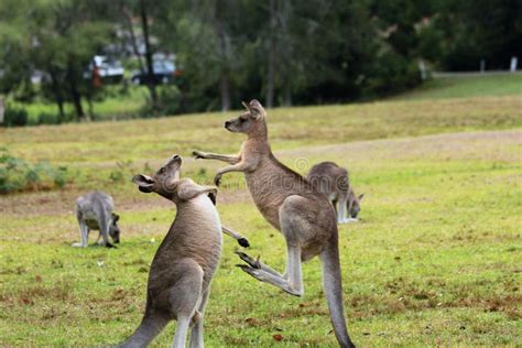 Fighting kangaroo stock photo. Image of tail, dominance - 33870844