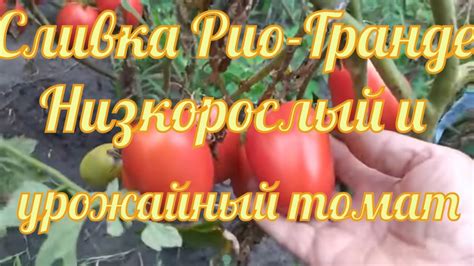 Томат Сливки красные Рио Гранде.Сезон 2023. Низкорослый, очень ...