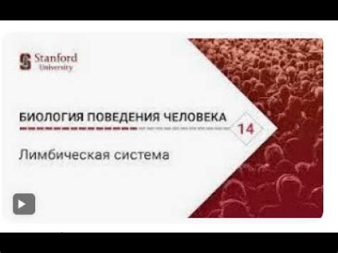 Биология поведения человека Лекция #14 Лимбическая система Роберт ...