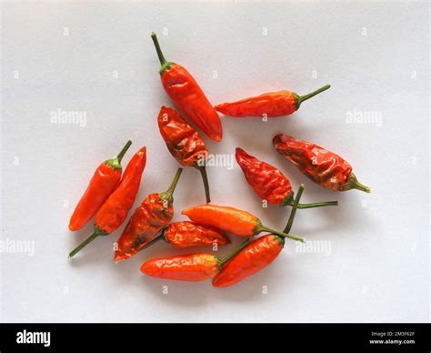 Red Hot Chili Pepper Aka Capsicum Or Chilli Stock Photo Alamy