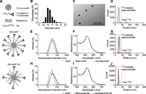 Oligonucleotide Functionalized Gold Nanoparticles For Synchronous