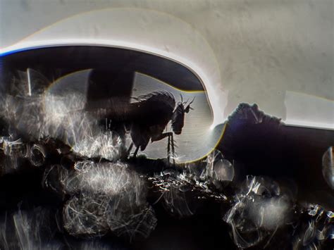 Die Jägerin | MAKROTREFF