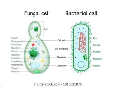 641 Yeast Cell Structure Images Stock Photos 3D Objects Vectors