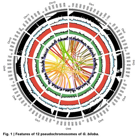 科学网—nature Plants：银杏高质量基因组 郝兆东的博文