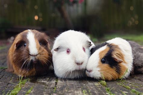 All You Need To Know About Guinea Pigs