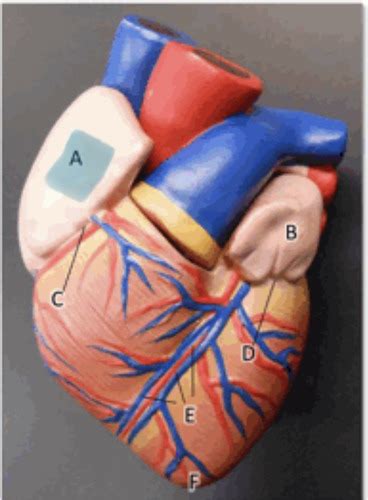 Heart Lab Flashcards Quizlet