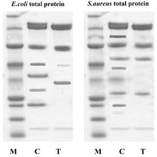 Sds Page Of Total Cellular Proteins Of E Coli And S Aureus Treated